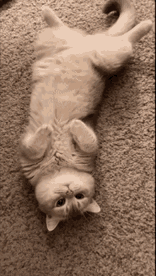 Cat Kitty GIF - Cat Kitty Stretch GIFs