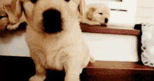 a puppy is sitting on a set of stairs with another puppy laying on the stairs .