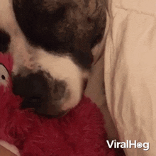 Sleeping Dog Viralhog GIF - Sleeping Dog Viralhog Snoring Dog GIFs