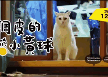 a cat is sitting in front of a sliding glass door with the number 12 on it