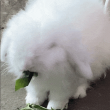 Bunny GIF - Bunny GIFs