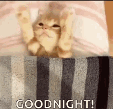 Goodnight Cat GIFs | Tenor