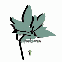 succulents giacomo