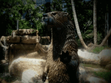 Otter What GIF - Otter What GIFs