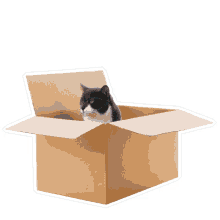 cat cat in a box petsure be petsure dogs