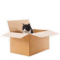 Cat Cat In A Box Sticker - Cat Cat In A Box Petsure Stickers