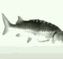 Yo Cuando Spinning GIF - Yo Cuando Spinning Fish GIFs
