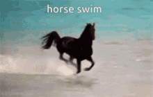 Horse Horses GIF - Horse Horses Swim GIFs