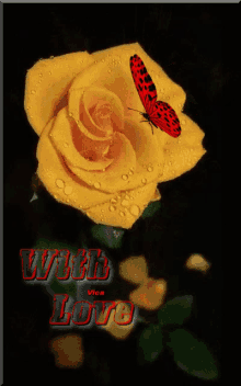 a picture of a yellow rose with a butterfly and the words " with love "