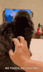 a person is petting a dog 's ear while watching a tv .