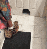 Gaongenre Cat In Heat GIF - Gaongenre Cat In Heat GIFs