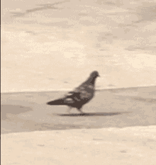 Pigeon Walking GIF