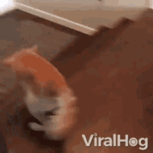 Fail Funny Dog GIF - Fail Funny Dog Down Stairs GIFs