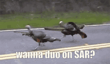 Super Animal Royale Sar GIF - Super Animal Royale Sar Birds GIFs