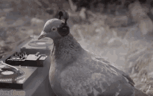 Funny Animals Dove GIF - Funny Animals Dove Dj GIFs