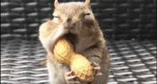 a chipmunk is eating a peanut with its mouth open .