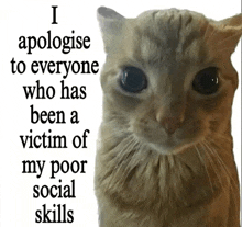 a cat with the words i apologise to everyone who has been a victim of my poor social skills below it