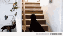Cat Scares Dog GIF - Dog Scared Cat GIFs