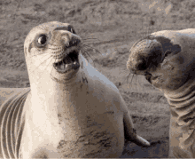 Omg Argh GIF - Omg Argh Seal GIFs