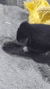 Dog Digging Pet GIF - Dog Digging Digging Pet GIFs