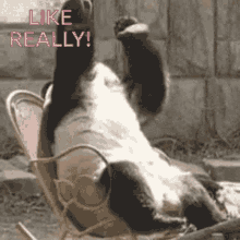 Disappointed Like Really GIF - Disappointed Like Really Panda GIFs