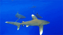 a group of sharks are swimming in a blue water
