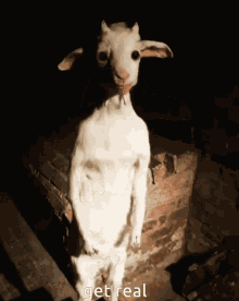 Get Real Goat GIF - Get Real Goat Swaws GIFs