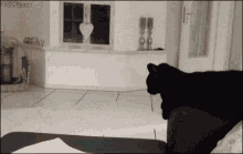 Tchek GIF - Highfive Cat Black GIFs