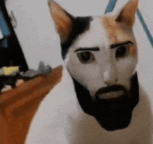 Cat Chad GIF - Cat Chad Chad Meme GIFs