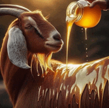 a goat is getting honey poured on it from a jar