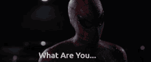 Tfs Thefuumasage Spiderman What Are You GIF - Tfs Thefuumasage Spiderman What Are You GIFs