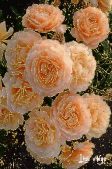 Orange Roses GIF - Orange Roses GIFs
