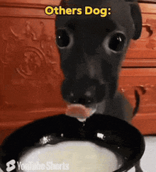 a dog drinking from a bowl with the caption " others dog " above it