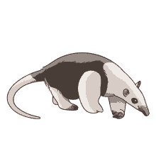 lesser anteater