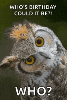 Who Owl GIF - Who Owl Blink GIFs