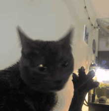 4dabloons Cat GIF - 4dabloons Dabloon Dabloons GIFs