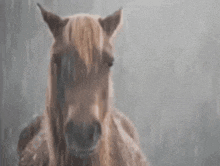 a horse standing in the rain looking at the camera .