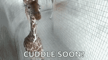 giraffe funny cute camera lick