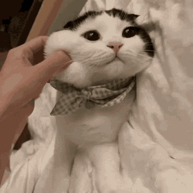 Cute Cat GIF - Cute Cat Squish - Discover & Share GIFs