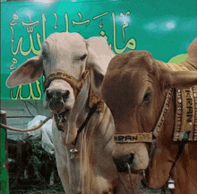 two cows are standing in front of a green sign that says iran