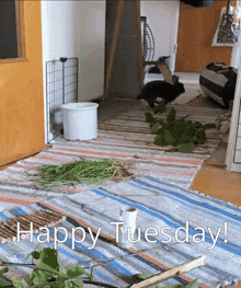 a happy tuesday greeting card with a rabbit on the floor