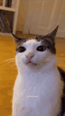 Very Crunchy Cat GIF - Very Crunchy Cat GIFs