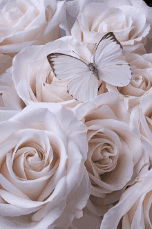 Whites7 Lovely Whites GIF - Whites7 Lovely Whites Whites Fly GIFs