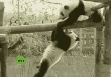 Panda Accident GIF