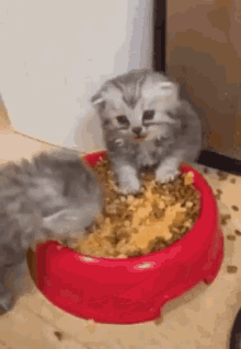 Food Mess GIF - Food Mess Kittens GIFs