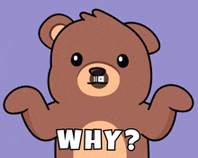 a brown teddy bear says why in white letters on a purple background