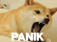 Panik To Kalm The Doge Nft GIF - Panik To Kalm The Doge Nft Panik GIFs