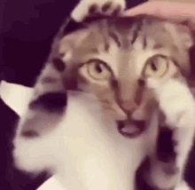 Cat Shaken Shake GIF