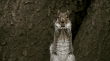 A Little Nut GIF - Squirrel Nut Eating Eavesdropping GIFs