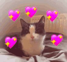 a black and white cat surrounded by pink hearts and stars